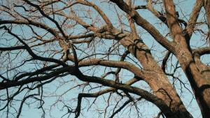 Bare branches of a wide and strong tree in the winter sun