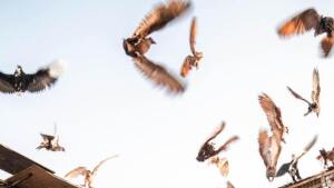 A group of birds taking flight into a sunny sky