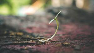 A single green sprout growing from earthy soil