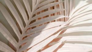 White palm branches on white background